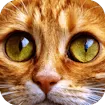 Jigsaw Puzzle Cats