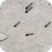 Squash These Ants 2